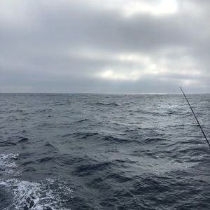 Meet your Posher, Basilio